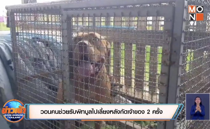 วอนคนช่วยรับพิทบูลไปเลี้ยงหลังกัดเจ้าของ 2 ครั้ง