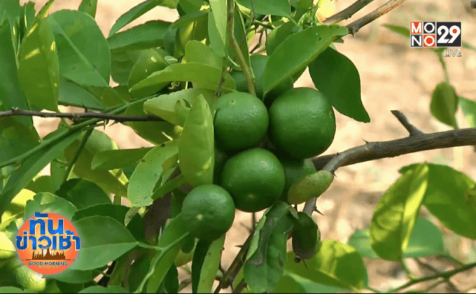 เจ้าของสวนเปิดหลักสูตรปลูกมะนาวให้หัวขโมย