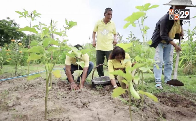 สวนครัวนำสุขพอเพียงเพื่อเพียงพอ