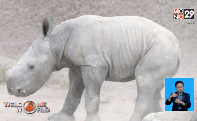 ลูกแรดเกิดใหม่ในสวนสัตว์ซาน ดิเอโก