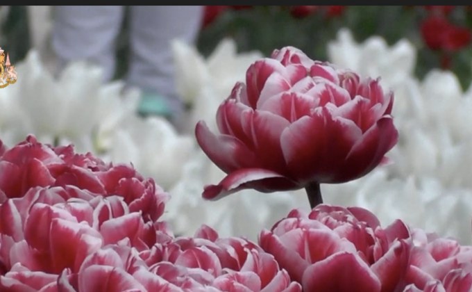 ดอกทิวลิปสายพันธุ์ใหม่บานในไครเมีย