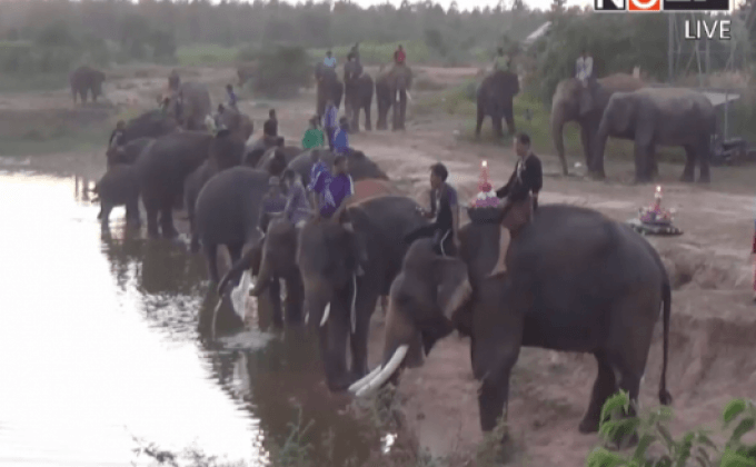 ช้างสุรินทร์ร่วมงานลอยกระทง