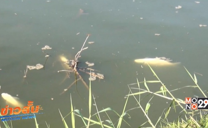 ปลาตายจำนวนมากในจ.สงขลา -นครศรีฯ