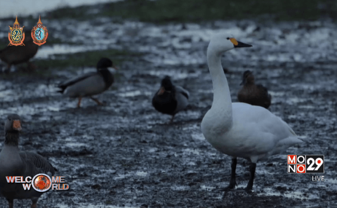 บินตามหงส์ในรัสเซีย