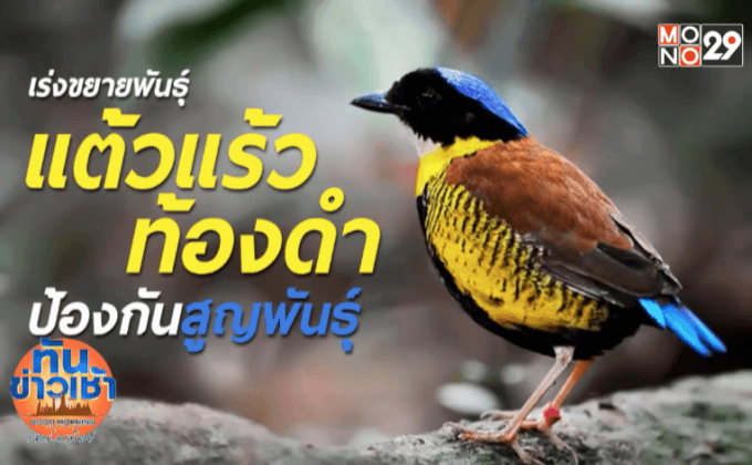 “นกแต้วแล้วท้องดำ”เสี่ยงสูญพันธุ์