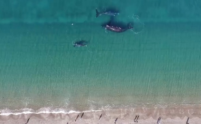 ฝูงวาฬ “เซาเทิร์น ไรต์” อพยพถึงชายหาดอาร์เจนตินา
