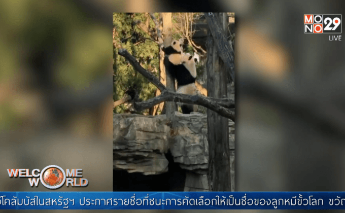 ลูกแพนด้ายักษ์ในสหรัฐฯ หัดปีนต้นไม้