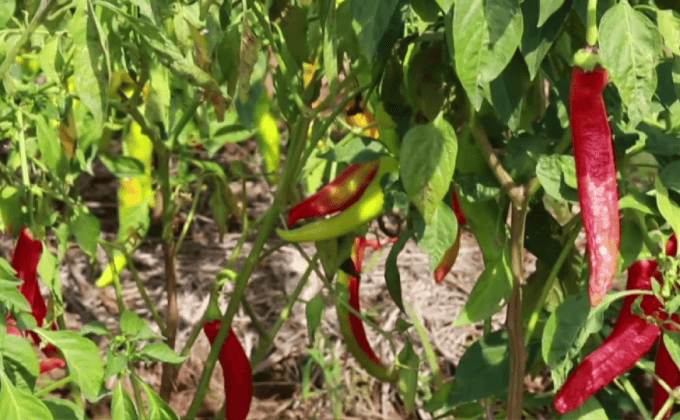 ผลกระทบอากาศหนาว