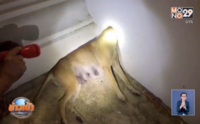 กู้ภัยเร่งช่วยสุนัขหัวติดใต้โบสถ์