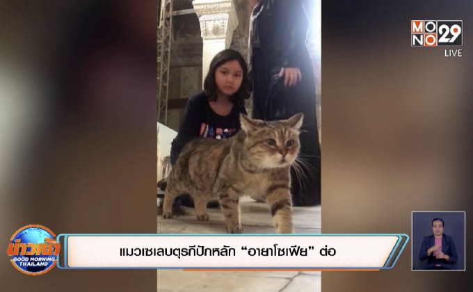 แมวเซเลบตุรกีปักหลัก “อายาโซเฟีย” ต่อ