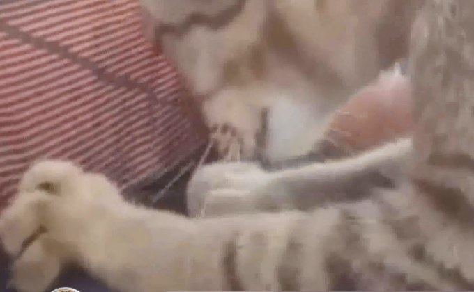 “มะกรูด” แมวหมอนวดแสนน่ารัก 