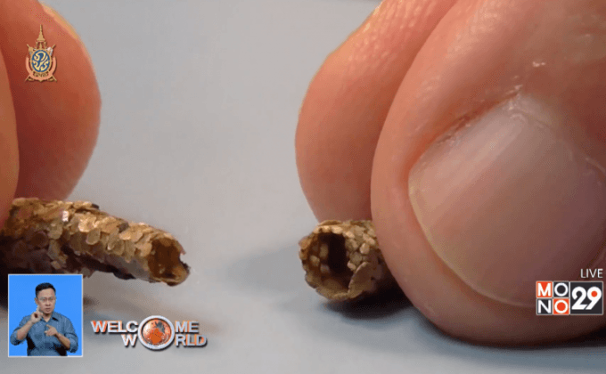 ค้นพบความลับการสร้างที่ซ่อนของตัวอ่อนแมลง