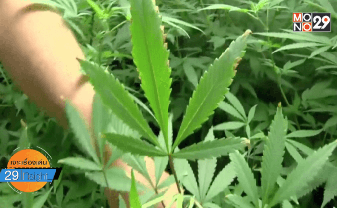 ปลดล็อคพืชกัญชา เพื่อทำยาหรือสนองตัณหาผู้เสพ