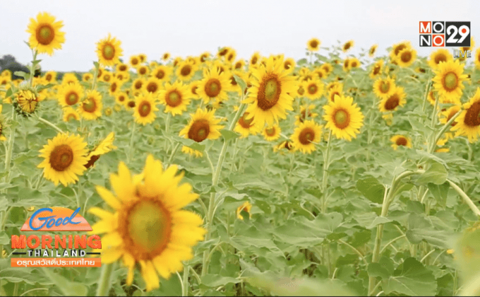 แห่เที่ยวทุ่งทานตะวันรับอากาศหนาว