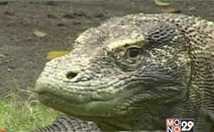 อินโดฯ ประกาศปิดเกาะโคโมโด 1 ปี