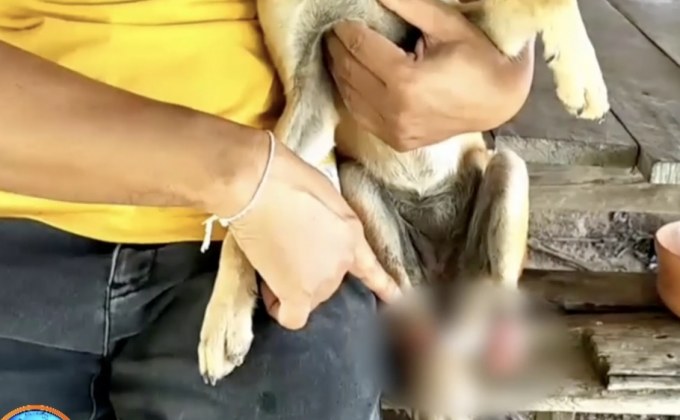 วอนคนรักสัตว์ช่วย “เจ้าจ่อย” สุนัขพันธุ์ไทย ถูกฟันขาขาดสองข้าง