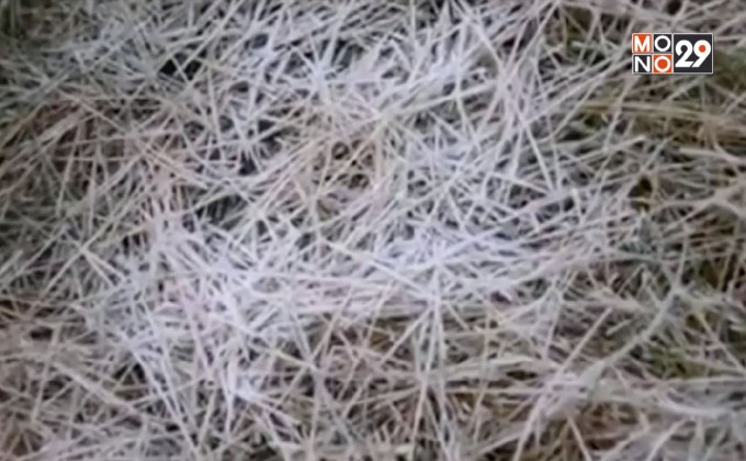 เกิดปรากฎการณ์น้ำค้างแข็งวันที่ 2 จ.เชียงใหม่