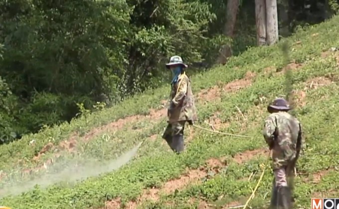 ขีดเส้น 60 วัน ทบทวนใช้สารพาราควอต