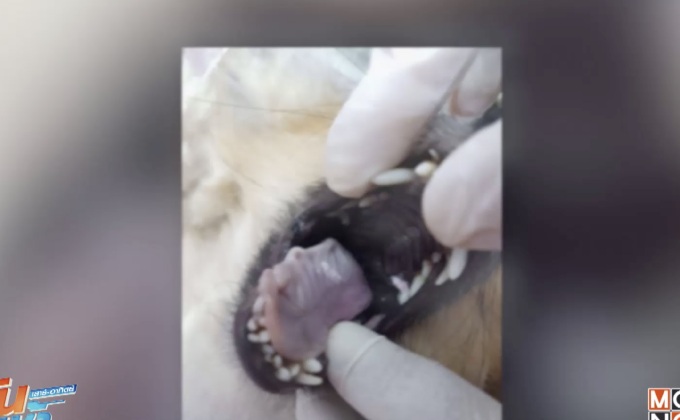 เรียกสอบ นศ.แพทย์-ผู้ปกครอง ปมฆ่าสุนัขเอาเงินประกัน