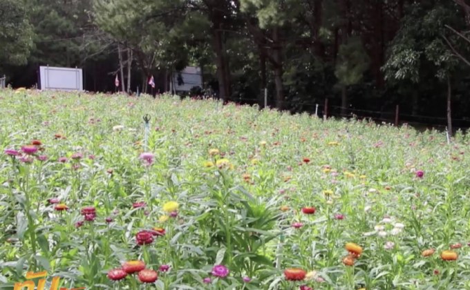 การท่องเที่ยวภาคเหนือคึกคักรับอากาศหนาว