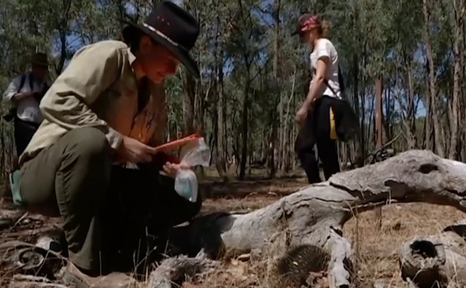 “ตัวกินมดหนาม” ในออสเตรเลีย