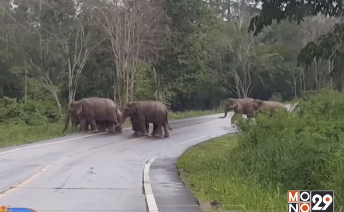 ช้างป่าแก่งกระจานขวางรถยนต์ผ่านป่าละอู