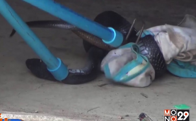 กู้ภัยปราณบุรีจับงูเห่าหม้อขดตัวอยู่ในบ้าน ปชช.