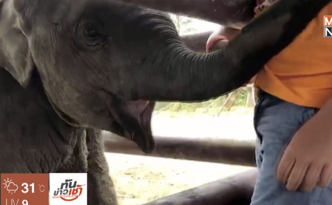 นักท่องเที่ยวแห่ชมความน่ารักลูกช้างเกิดใหม่