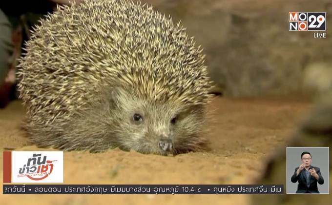 ปัญหาเม่นอ้วนในอิสราเอล