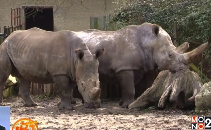 แรดขาวในสวนสัตว์ฝรั่งเศสถูกฆ่าตัดนอ