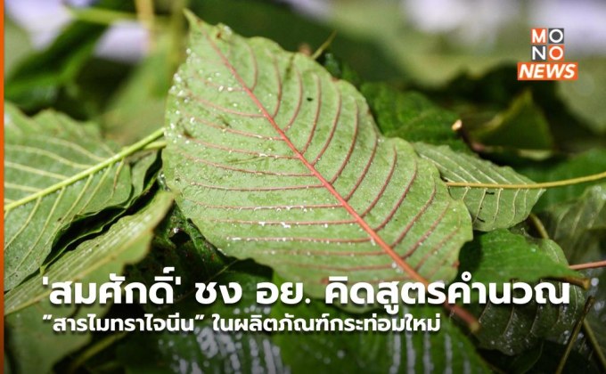 ‘สมศักดิ์’ ชง อย. คิดสูตรคำนวณ ”สารไมทราไจนีน” ในผลิตภัณฑ์กระท่อมใหม่