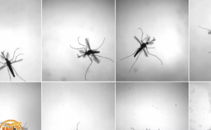 ไขปริศนาการบินของ “ยุง”