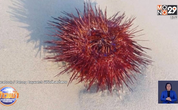 แจงสาเหตุ กองทัพ’เม่นทะเลสีแดง’ เกยเกลื่อนหาดป่าตอง