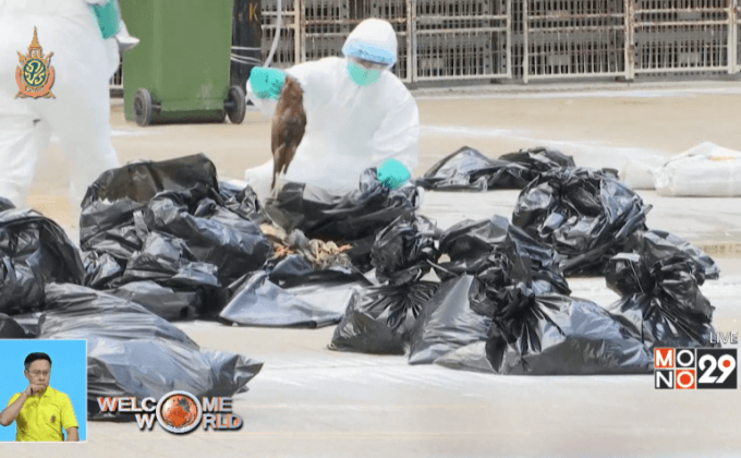 ฮ่องกงฆ่าสัตว์ปีกที่อาจติดเชื้อ N7H9 กว่า 4,500 ตัว