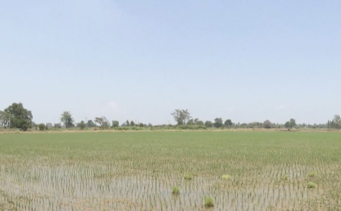 ก.พาณิชย์ ประเดิมจ่ายเงินประกันรายได้ข้าวนาปี 2 ชนิด