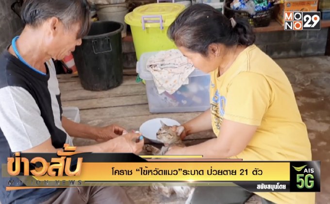โคราช “ไข้หวัดแมว”ระบาด ป่วยตาย 21 ตัว