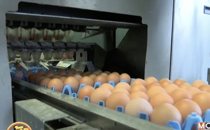 ยุโรปพบไข่ไก่ปนเปื้อนยาฆ่าแมลงใน 40 ประเทศ