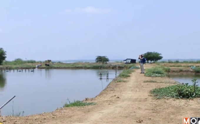 ​วิกฤตภัยแล้งกระทบผู้เลี้ยงปลา