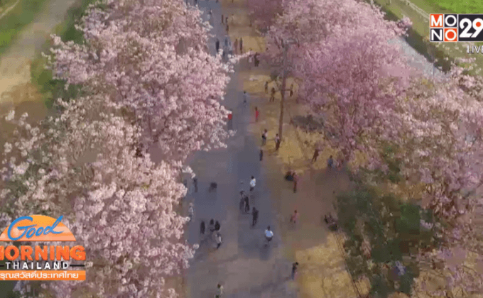 ซากุระบานสะพรั่ง ที่ ม.เกษตรฯกำแพงแสน