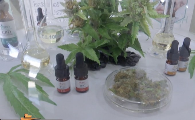 ป.ป.ส.เผยพบผู้เสพ-ผู้ป่วยจากกัญชาเพิ่มขึ้น