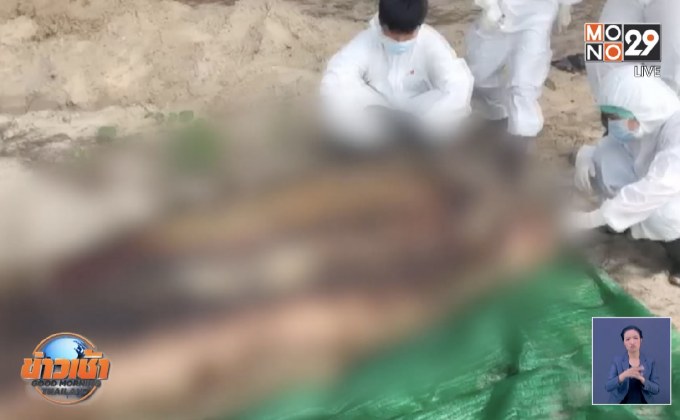 พบซาก “วาฬเพชฌฆาต” และ “พะยูน”