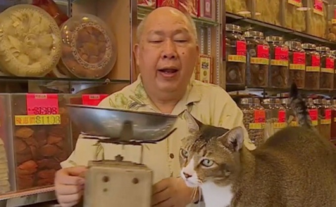 แมวและวัฒนธรรมการค้าในฮ่องกง