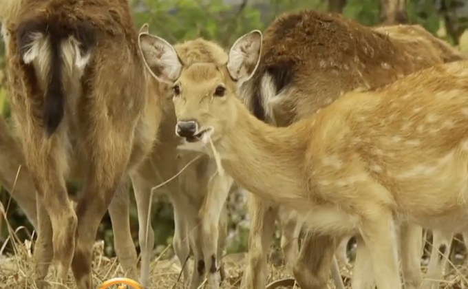 สวนสัตว์รักษาพันธุ์สัตว์ป่าในกัมพูชา