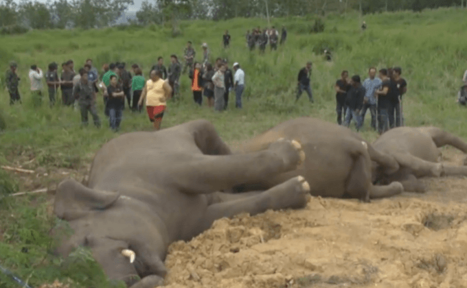 พบช้างป่า 3 ตัวตายในอ.หัวหิน คาดโดนสารพิษ