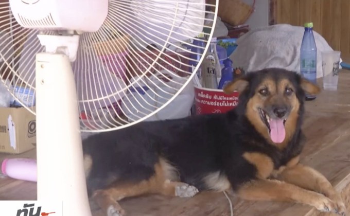 หลายจังหวัดเฝ้าระวังโรคพิษสุนัขบ้า