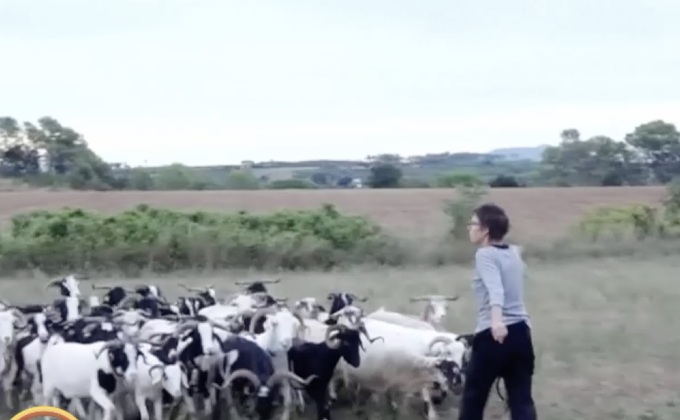 สเปนใช้ “แพะ” ป้องกันไฟป่า