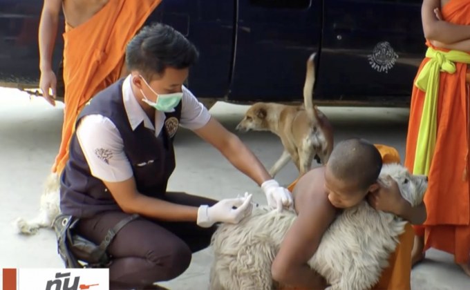 หัวหินเตรียมระดมจับสุนัขจรจัดวันนี้