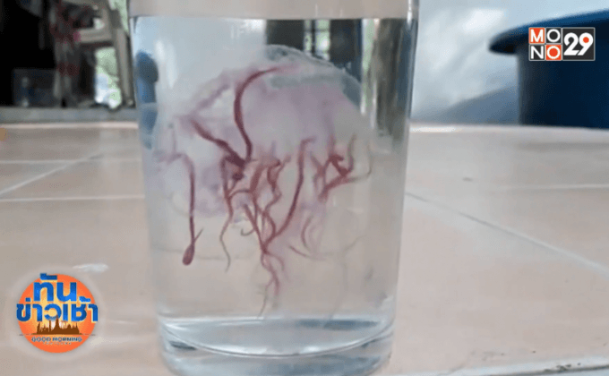 เตือนนักท่องเที่ยวระวังแมงกะพรุนไฟหมู่เกาะห้อง