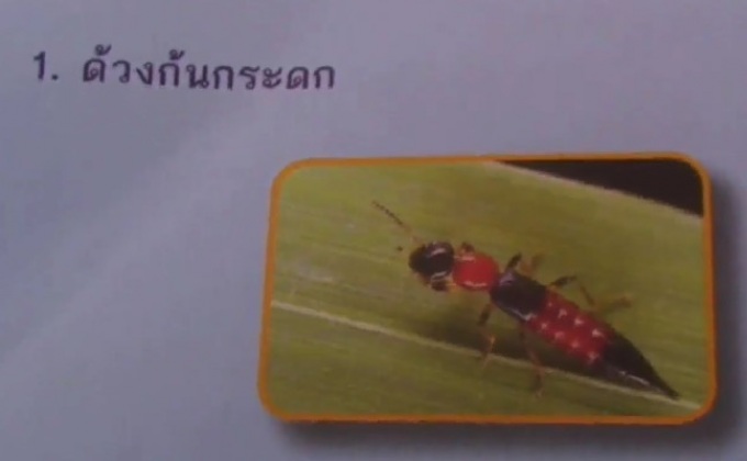 เด็กชาย 11 ขวบถูกพิษแมลงด้วงก้นกระดก