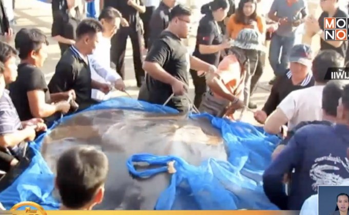 เตรียมขึ้นบัญชีปลากระเบนนกเป็นสัตว์คุ้มครอง